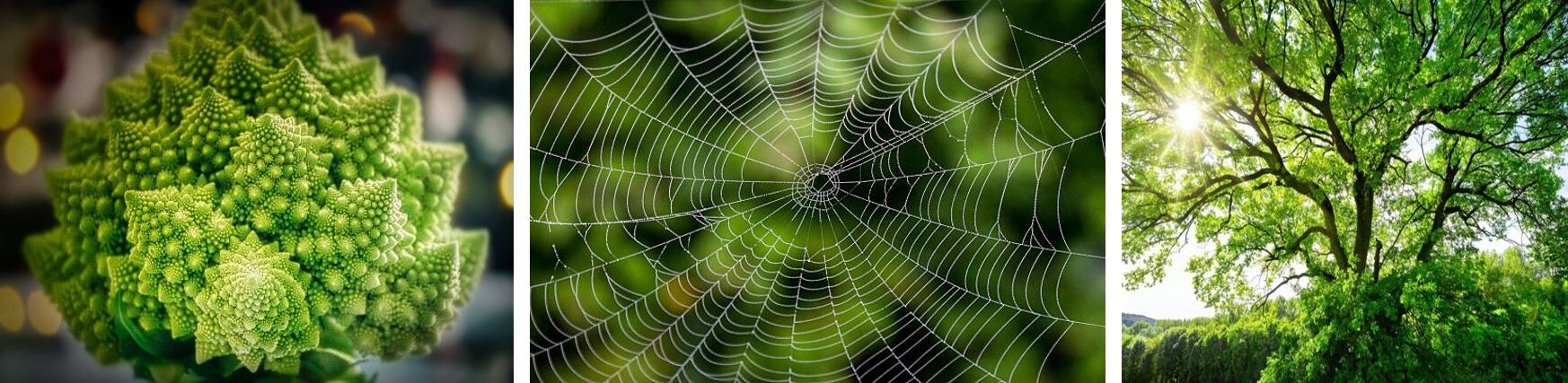 Fractalen in natuur