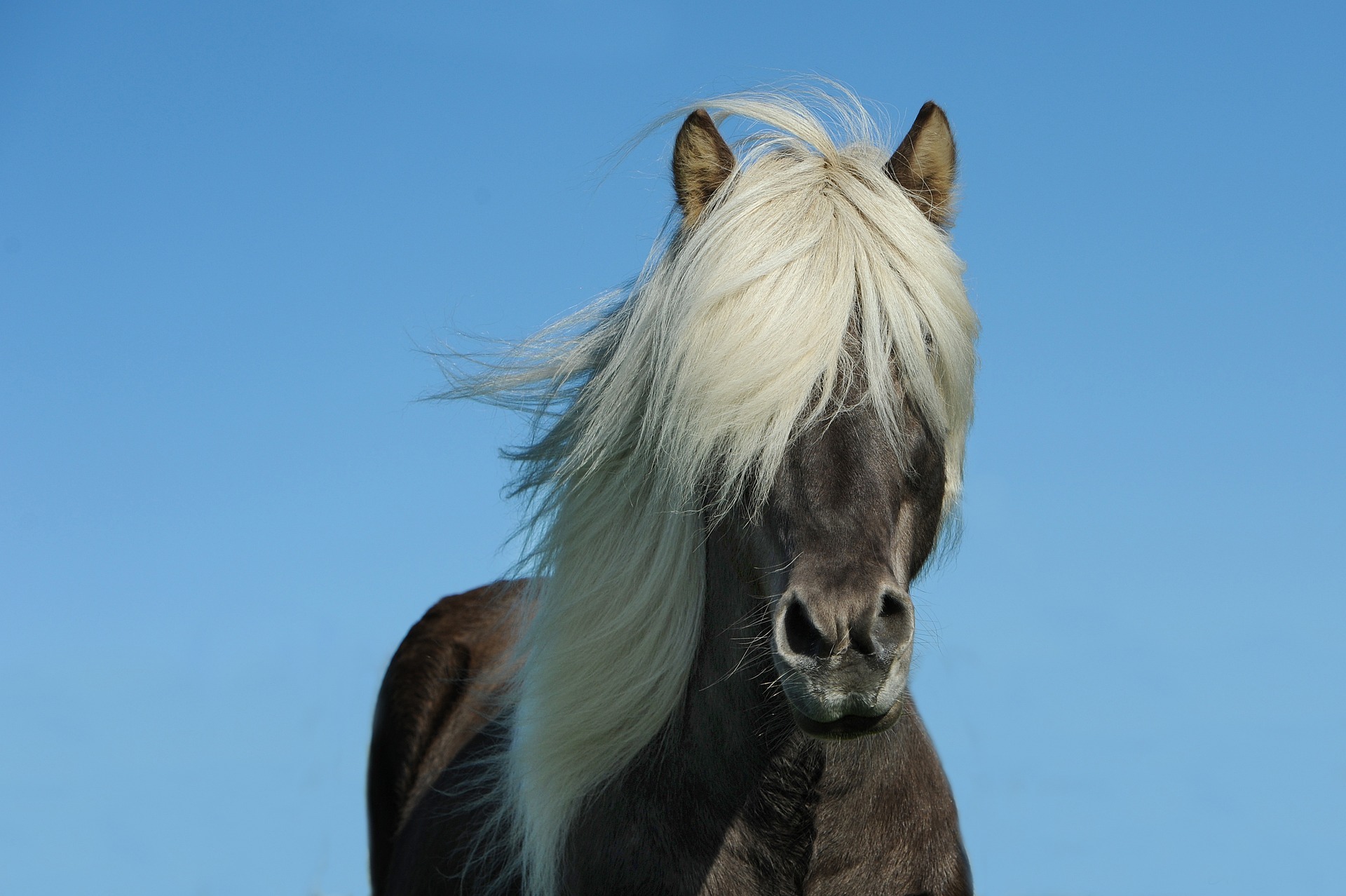 Spiegelen met paarden