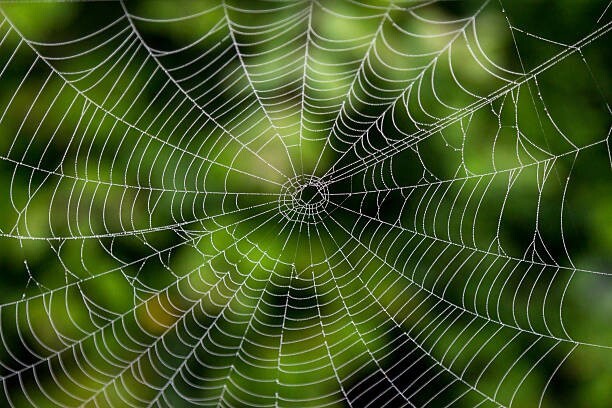 Fractal - Fractaal